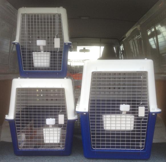 pp50 dog crate